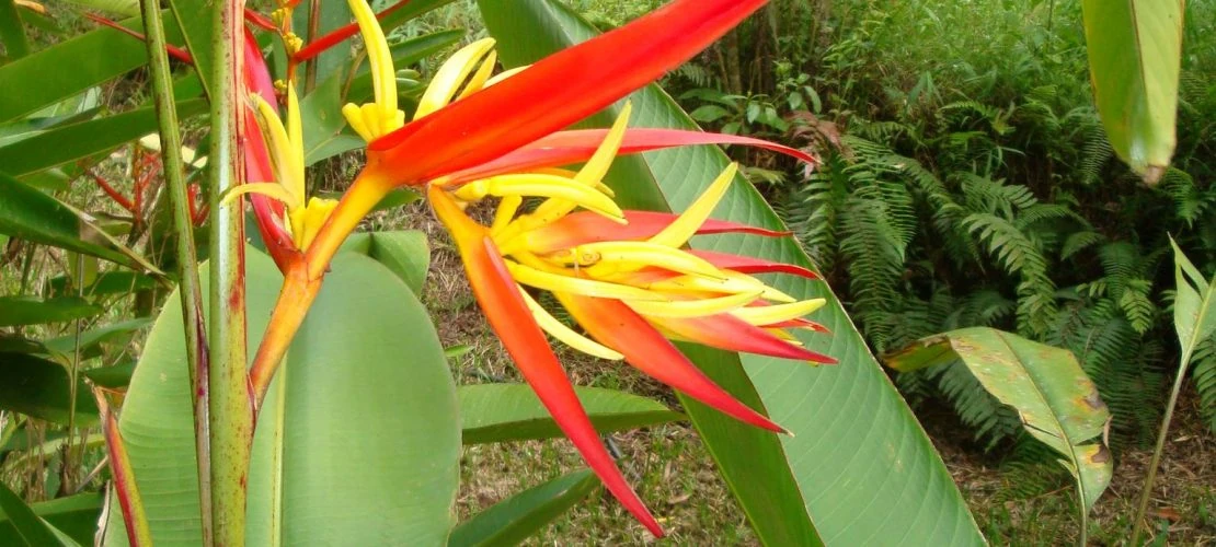 flor32