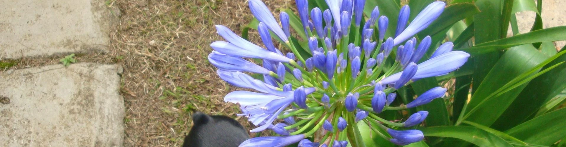flor70