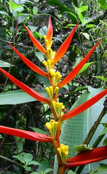 pajarit